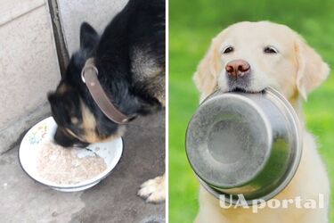 Какой кашей можно кормить собаку