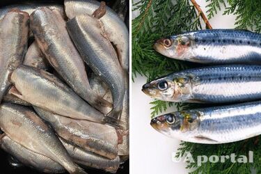 Чем отличаются сельдь и матиас