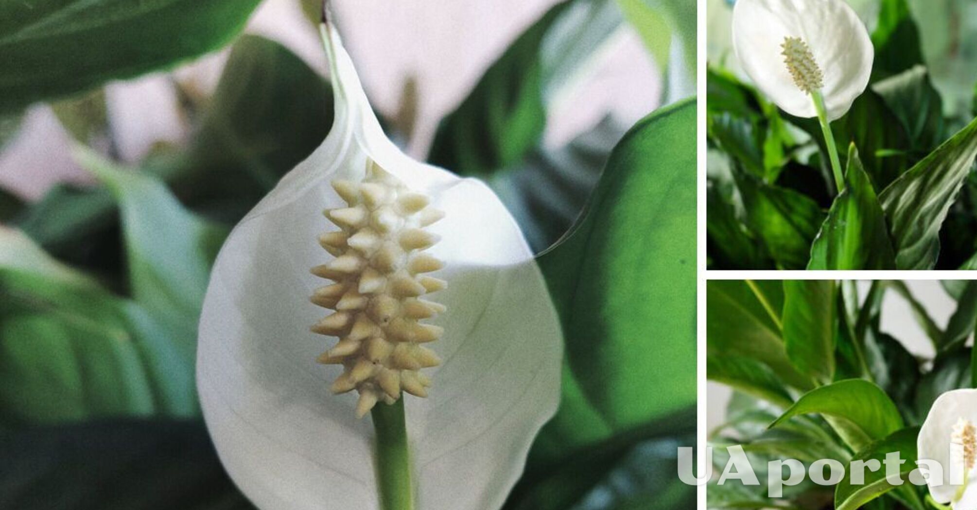 The wilted leaves of the peace lily: an expert explains how to revive the indoor plant