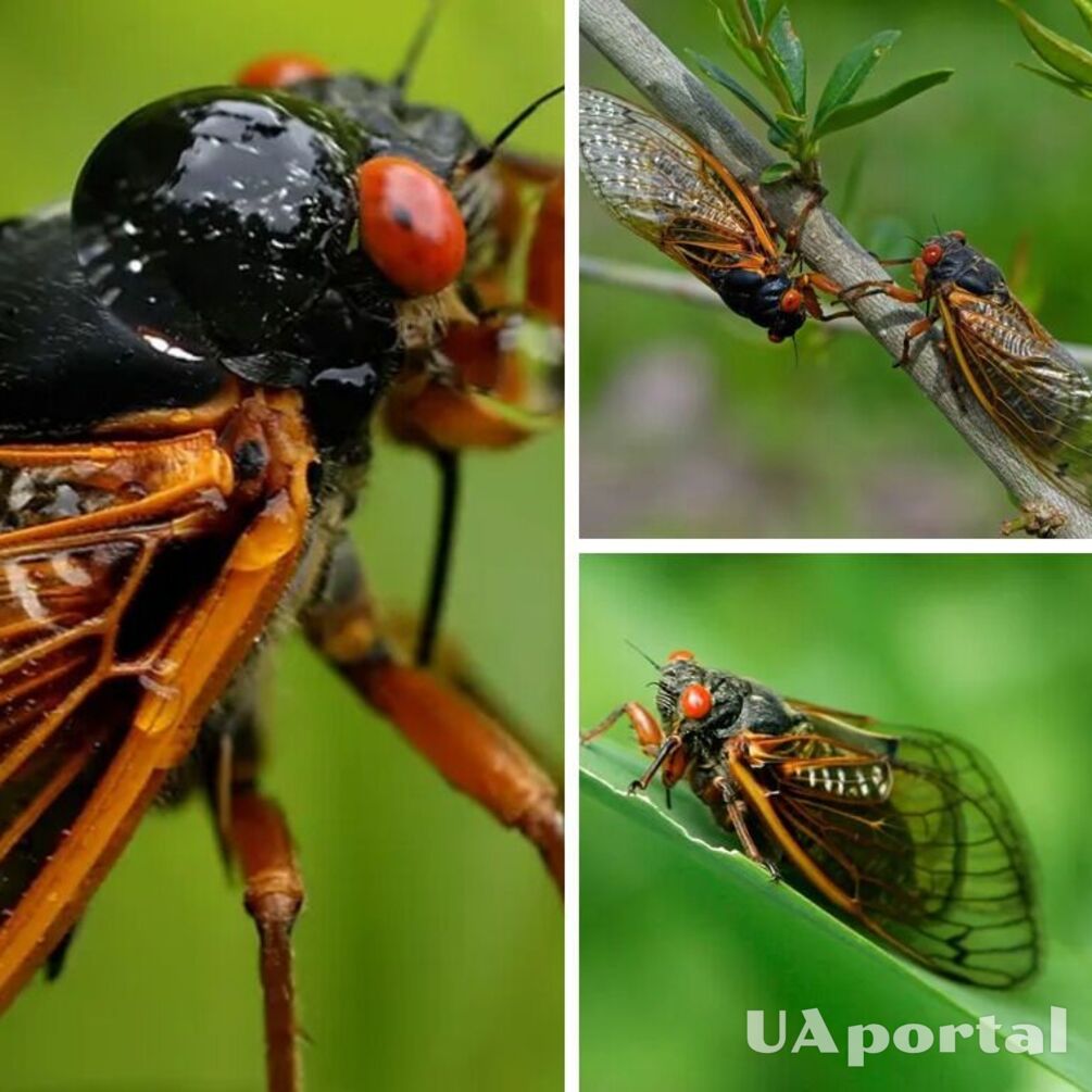 Цикади у США влаштують масові оргії та збільшать свої популяції вперше за понад 200 років