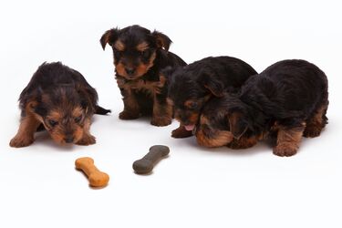 Tips for choosing dog food