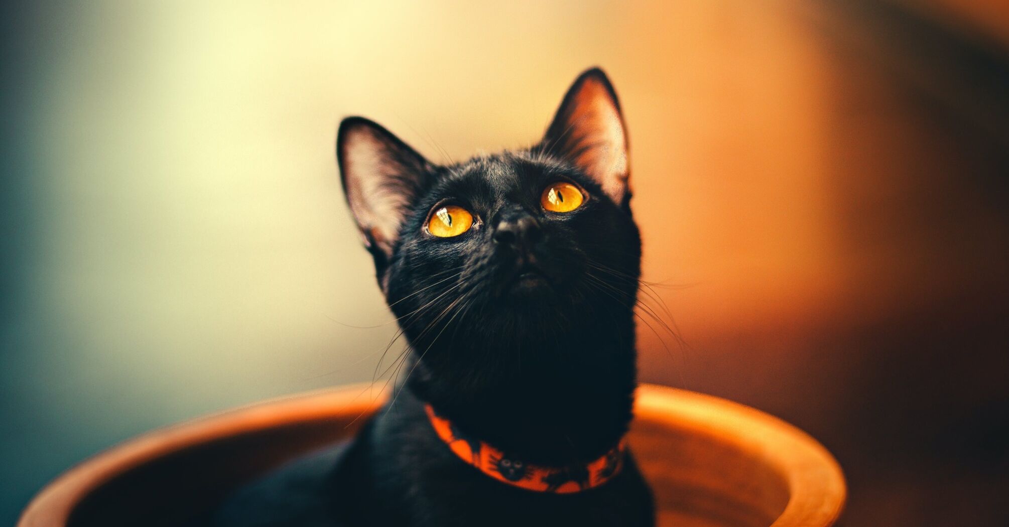 Чи правда, що чорні коти живуть довше: пояснення експертів