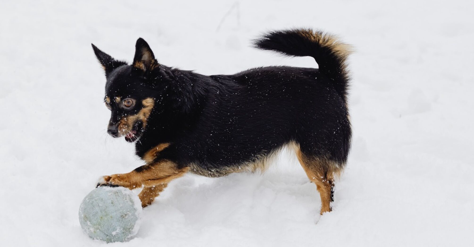 Когда слишком холодно для прогулок: предостережение для собачников
