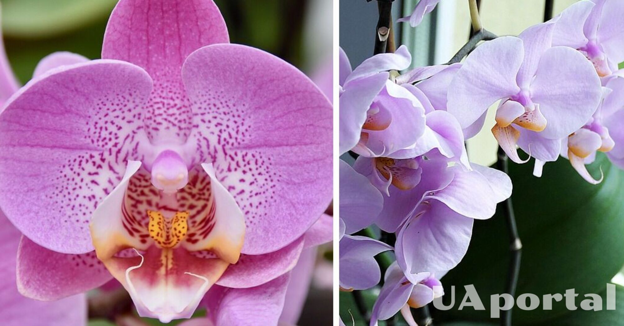 Эксперты назвали лучшие условия освещения для орхидеи: Будет цвести каждый год