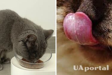 How to feed your cat wet food properly