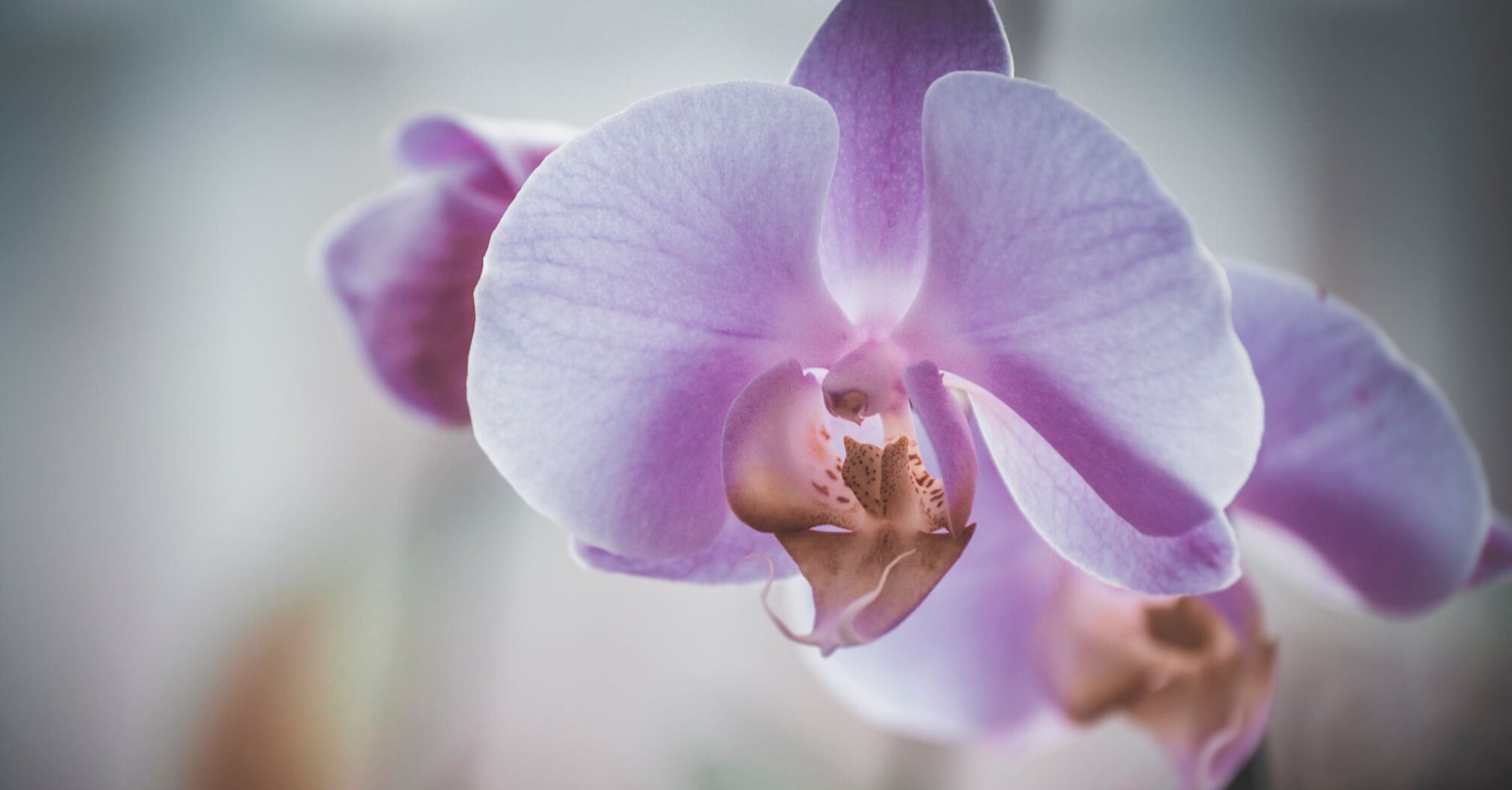 Як виростити красиву орхідею в домашніх умовах: секрети від садівників