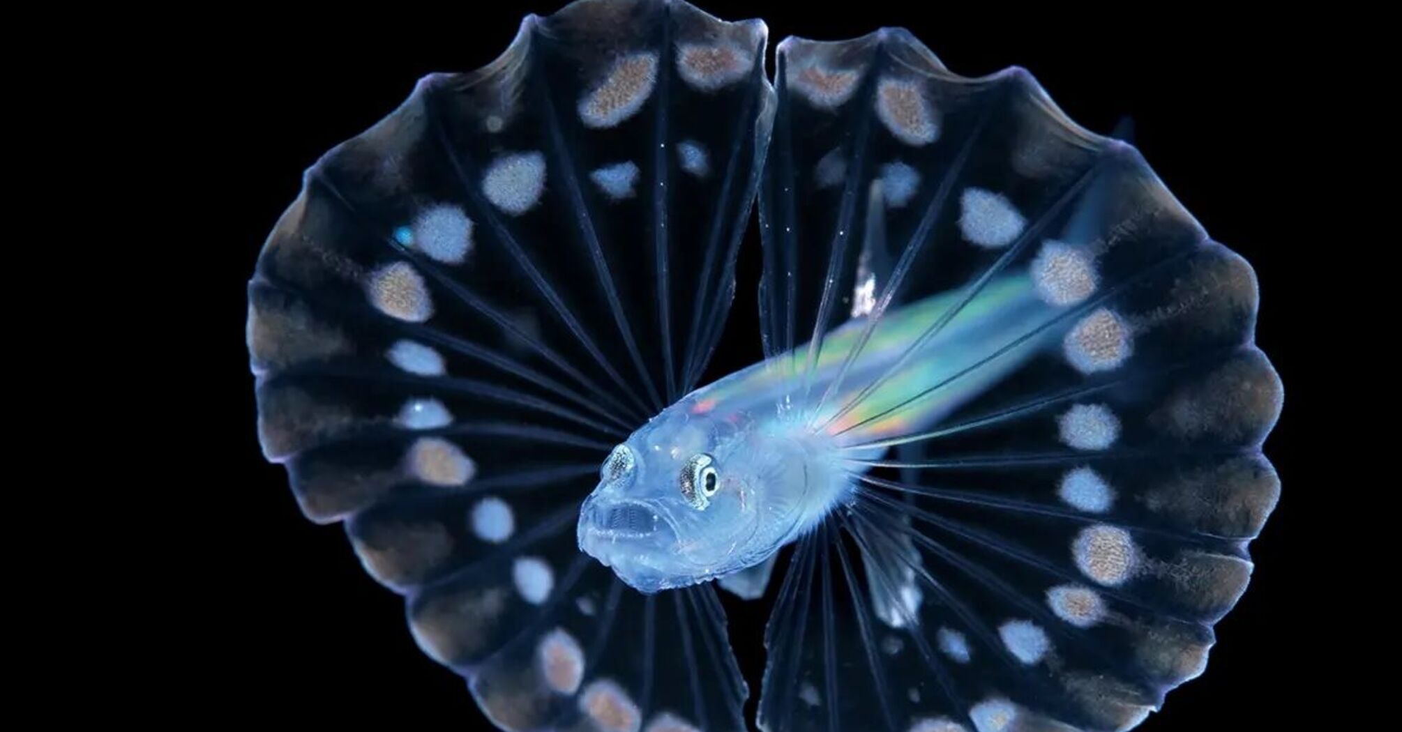 У Мексиці зняли на відео рибу неймовірної краси