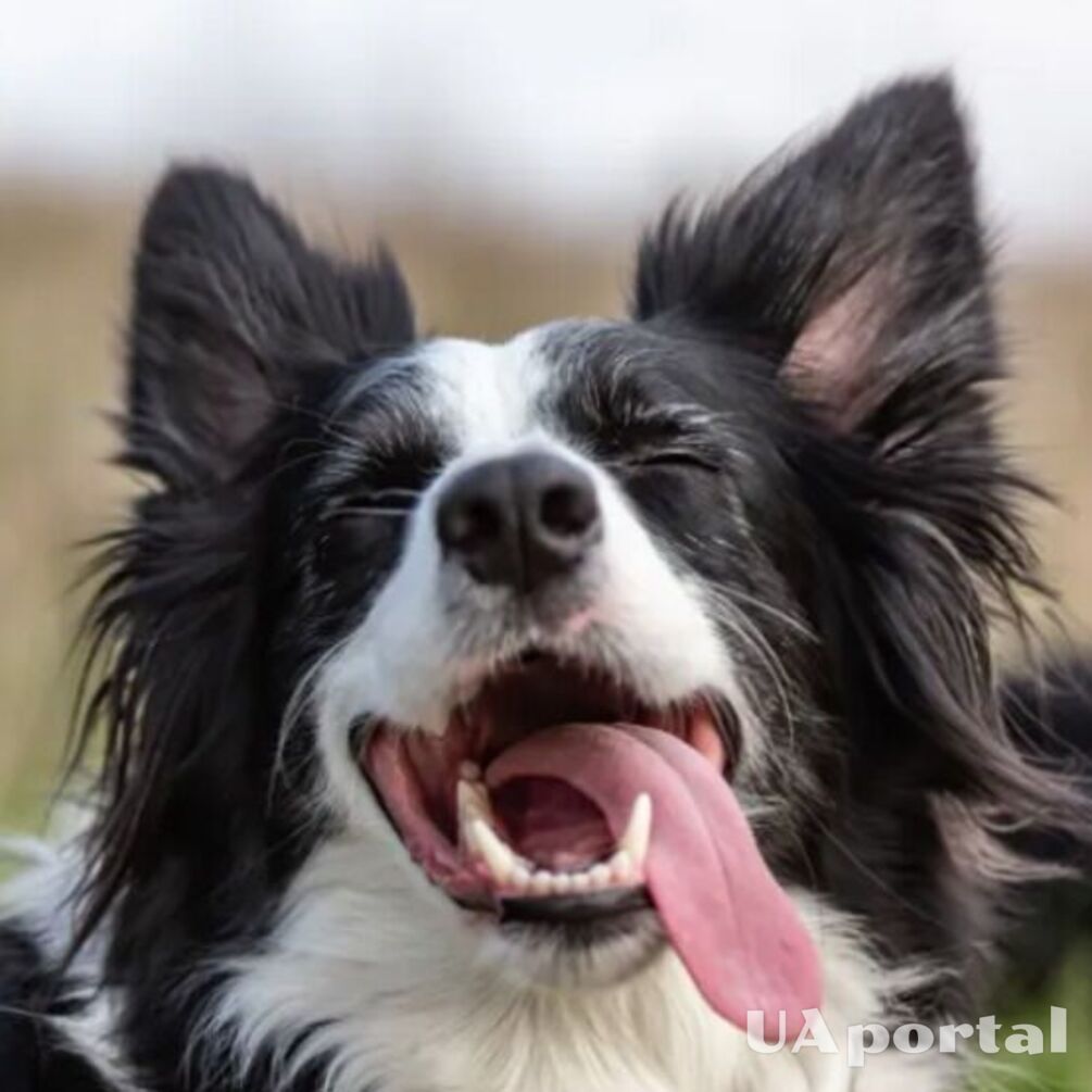 5 найкращих порід собак для прогулянок та бігу