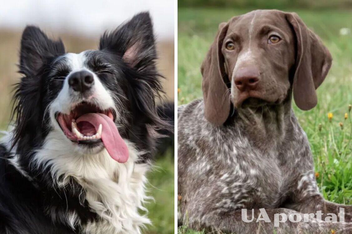 The 5 best dog breeds for walking and running