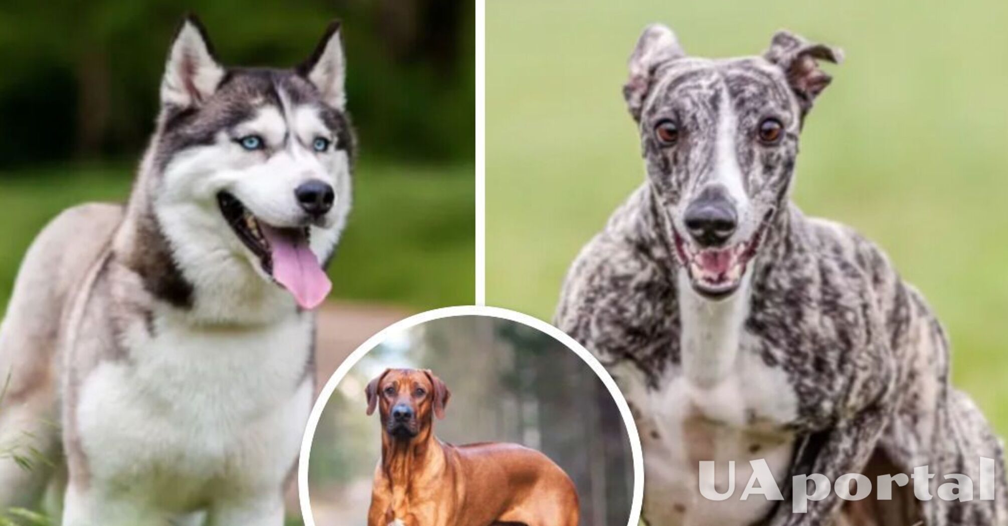 Veterinarians named the best dogs for active people