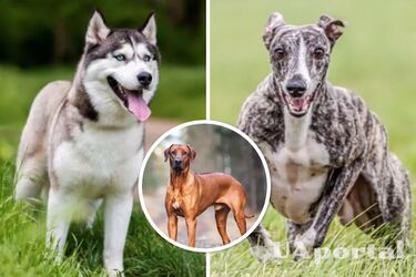 The best dog breeds for active people