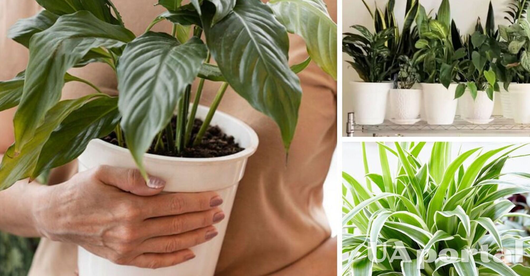 Indoor plants will thrive: why add cinnamon and sugar to pots