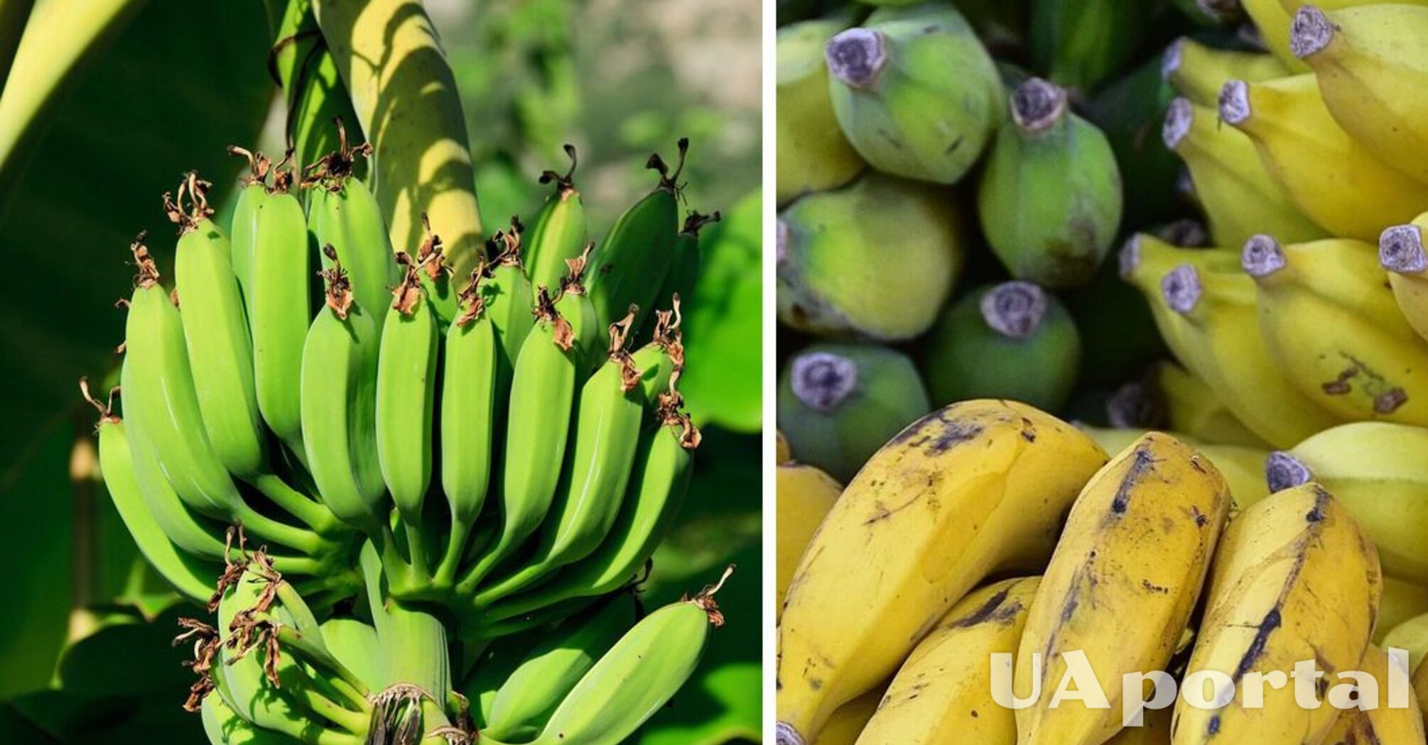 Фахівці підказали, як пришвидшити дозрівання зелених бананів та де їх тримати, коли вони стиглі