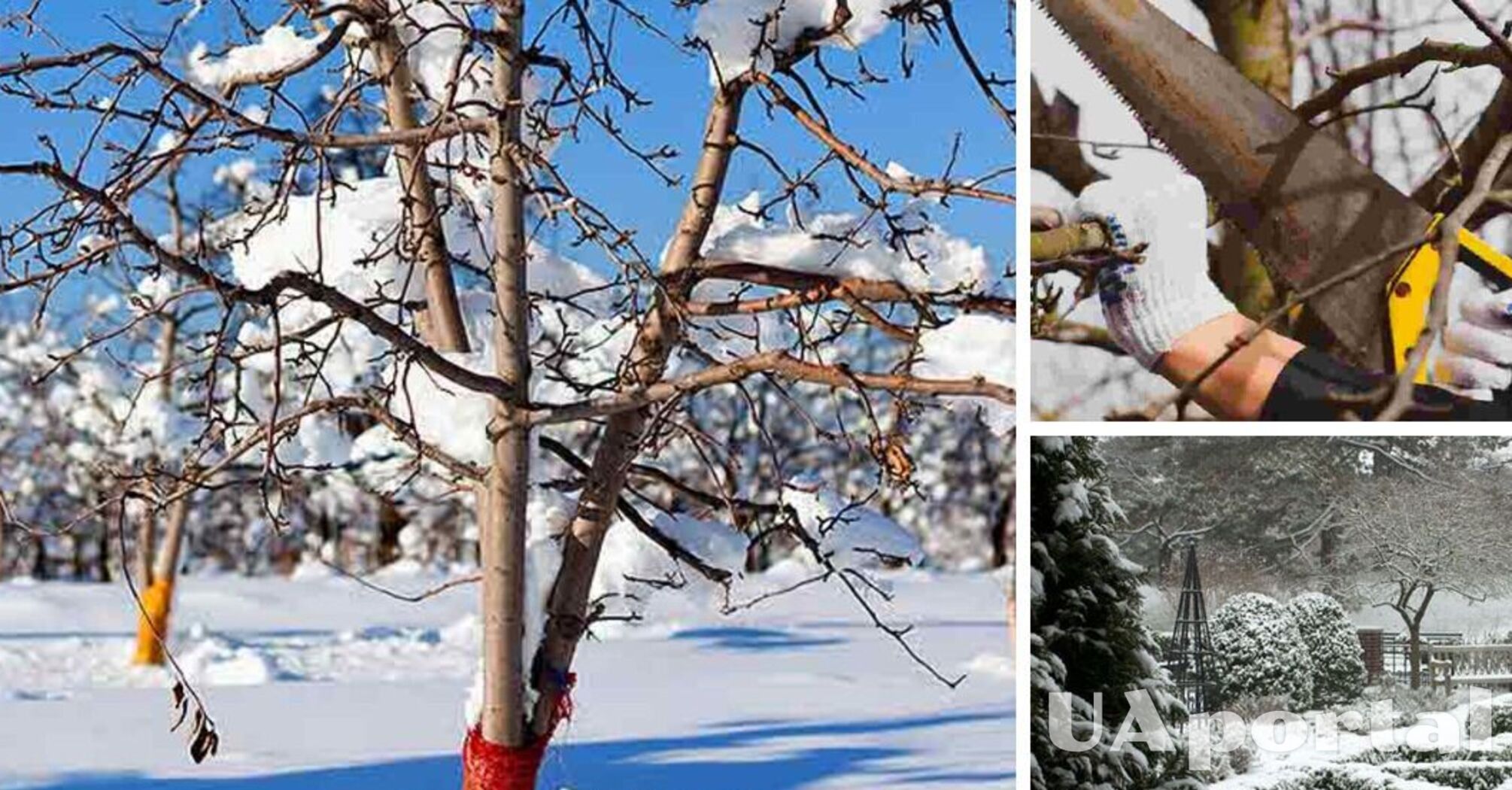 Как правильно ухаживать за деревьями и кустарниками зимой: советы экспертов