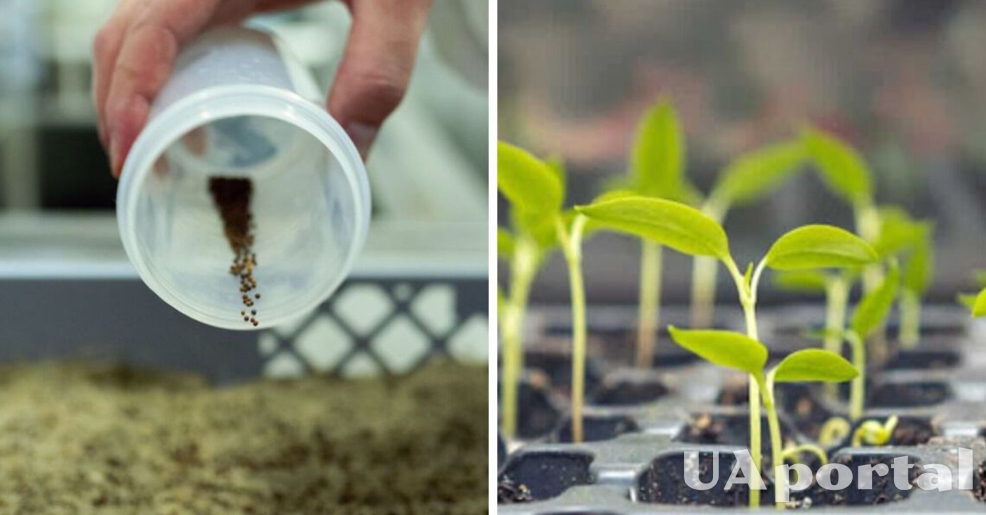 Как правильно прорастить маленькие семена на салфетках