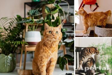 Кошка ходит в туалет в горшки с растениями: специалисты сказали, как решить эту проблему