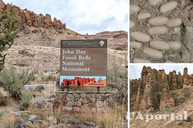 В США в памятнике обнаружили яйца неизвестного существа в возрасте 29 миллионов лет (фото)