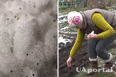 Как правильно сажать помидоры в снег