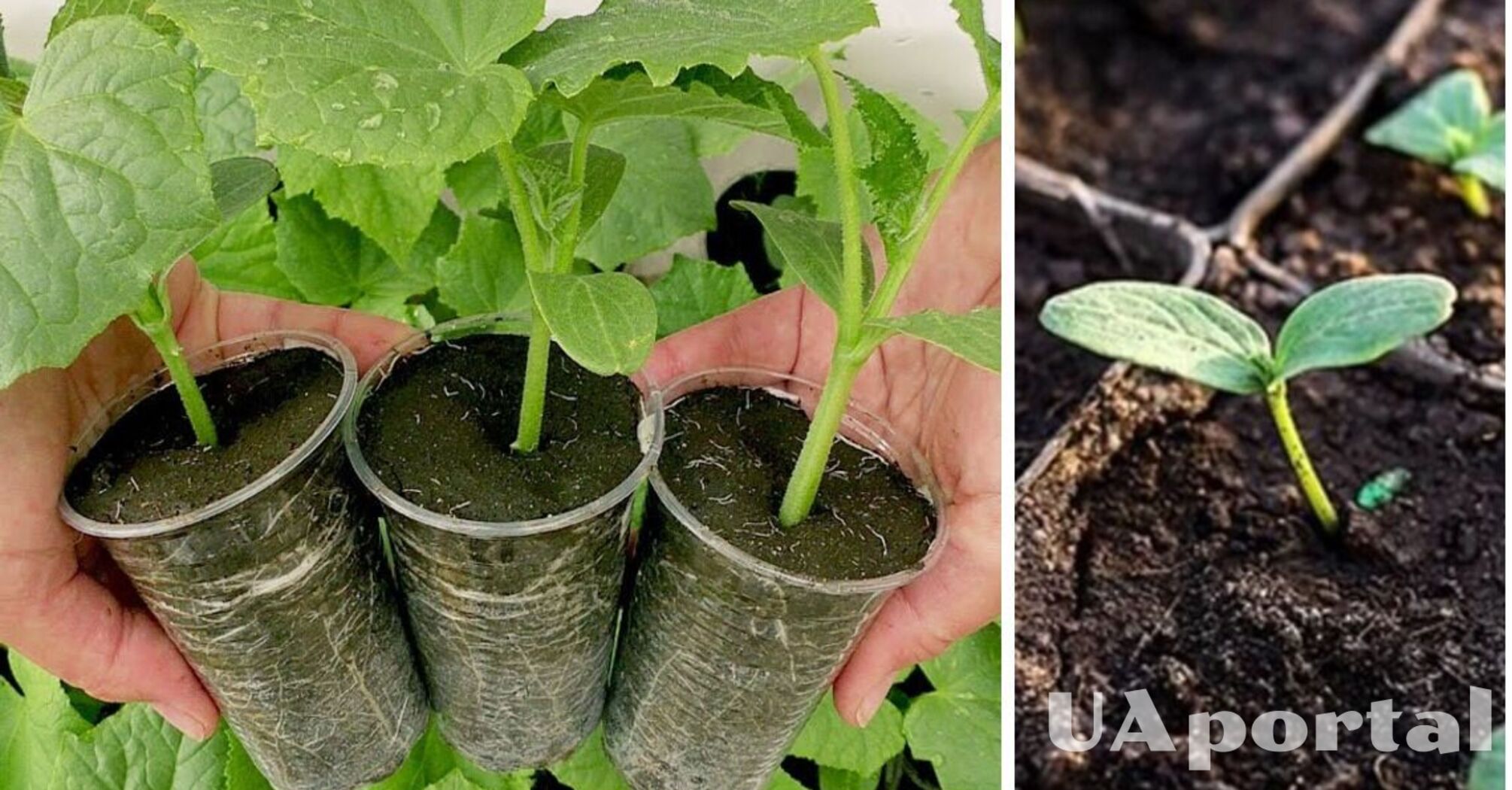 What soil is best for cucumber seedlings