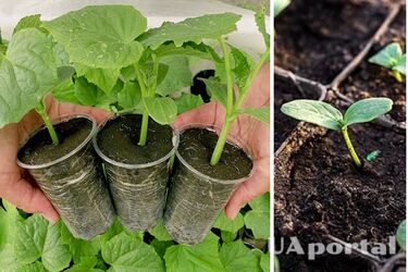Какая почва лучше подходит для рассады огурцов