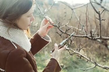 Підживлення та обрізка дерев взимку: експерти сказали як не нашкодити саду