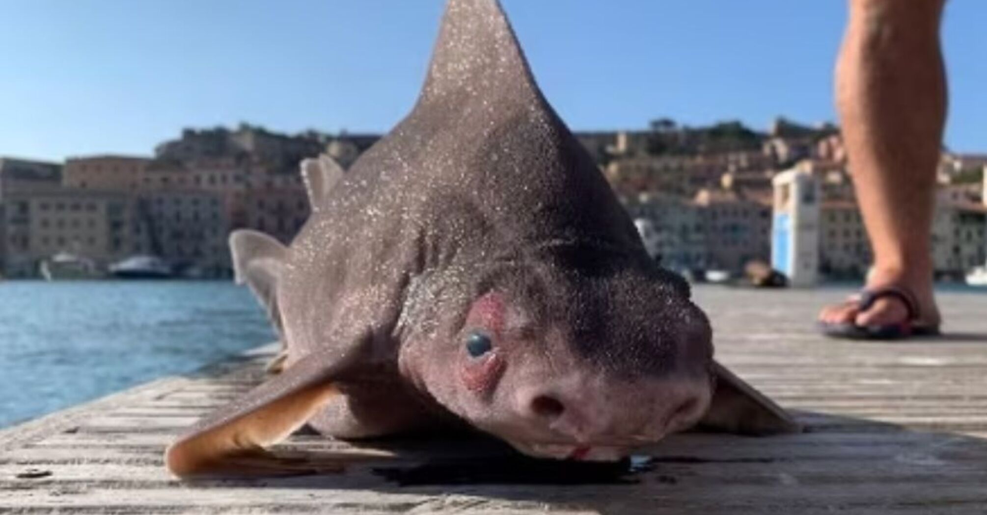 A pig's face and a shark's body: a strange mutant caught in Italy (photos)