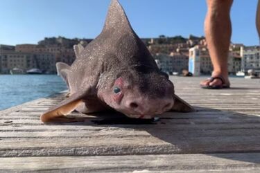 A pig's face and a shark's body: a strange mutant caught in Italy (photos)