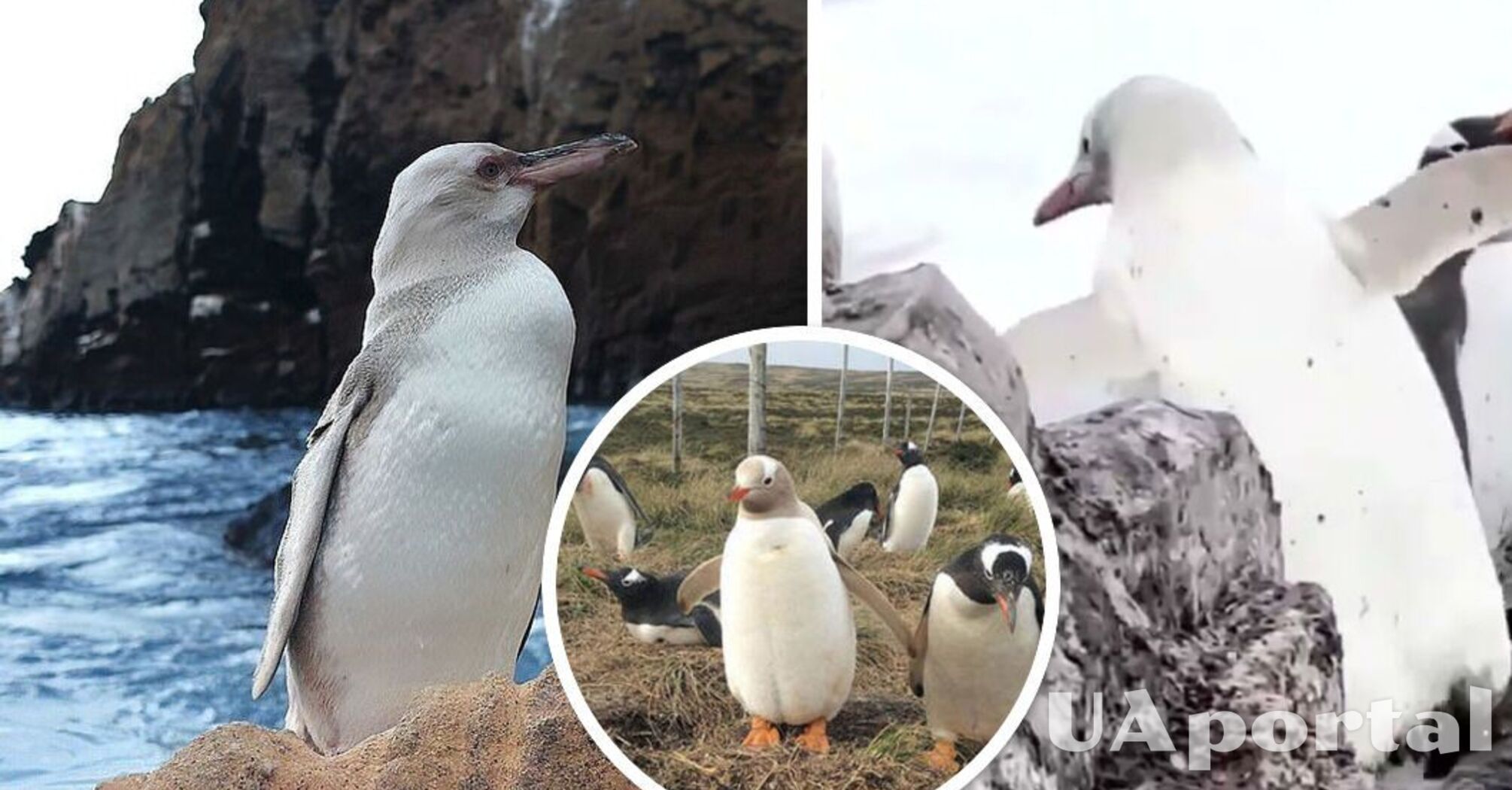 В Антарктиде ученые заметили редкого белого пингвина (видео)