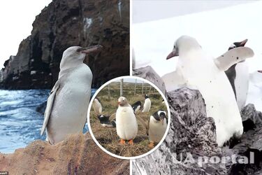 Naukowcy zauważają rzadkiego białego pingwina na Antarktydzie (wideo)