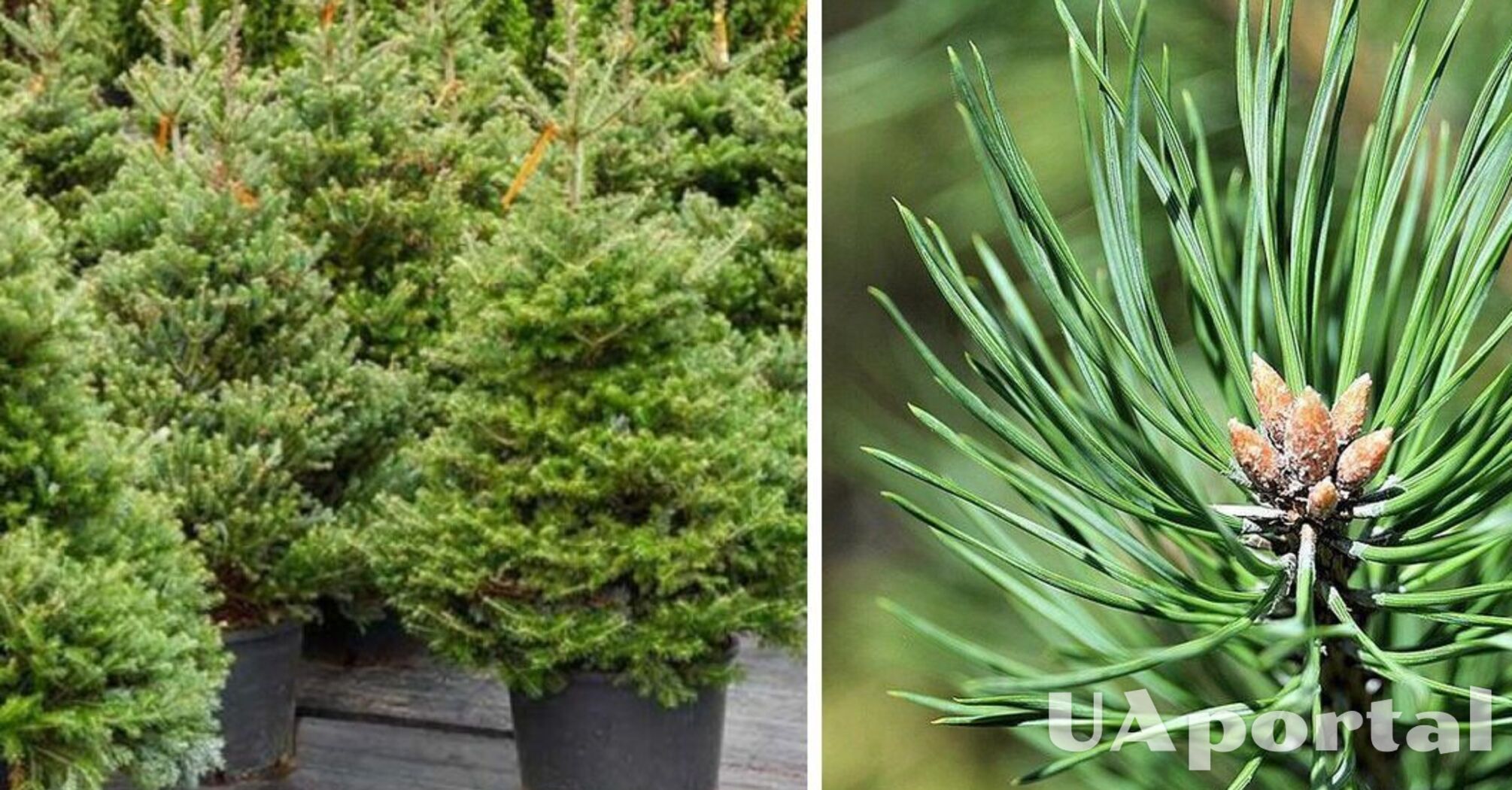 How to use a Christmas tree for the garden and vegetable garden: you will be surprised