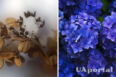 Гортензии не расцветут весной: Садоводы предупредили о популярной ошибке