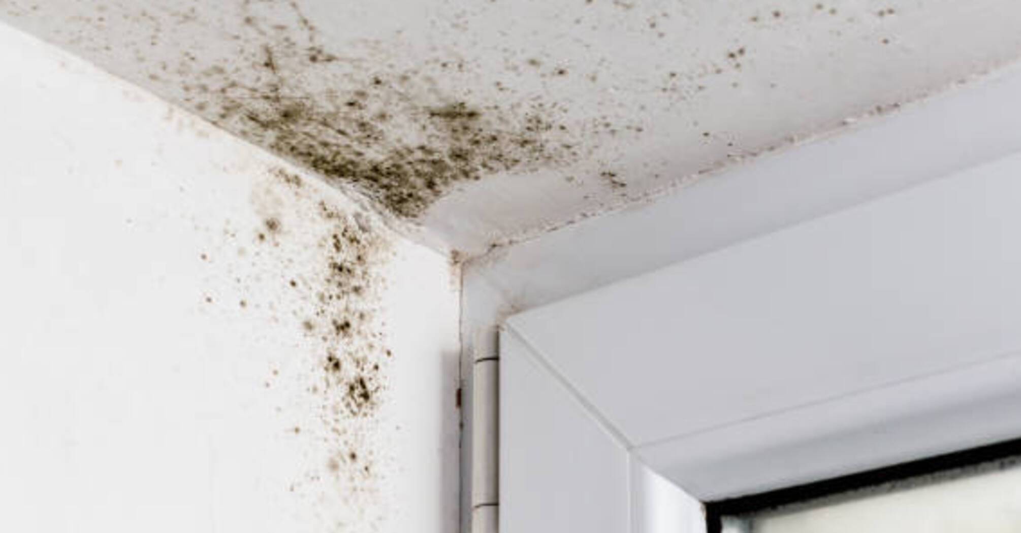 How to get rid of mold on ceilings and walls: 3 useful life hacks