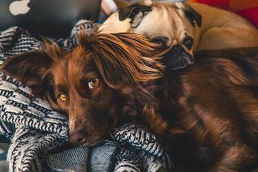 Scientists explain which dog breeds live less than others