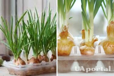Как вырастить зеленый лук без земли: лайфхак
