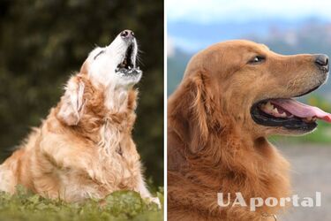 Що означає якщо собаки виють - як можна заспокоїти собаку