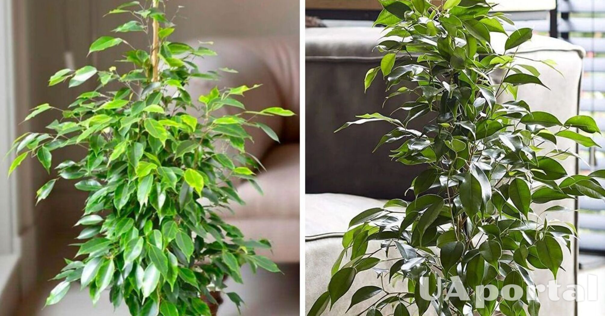 How to properly care for indoor ficus