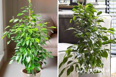 Як правильно доглядати за кімнатним фікусом