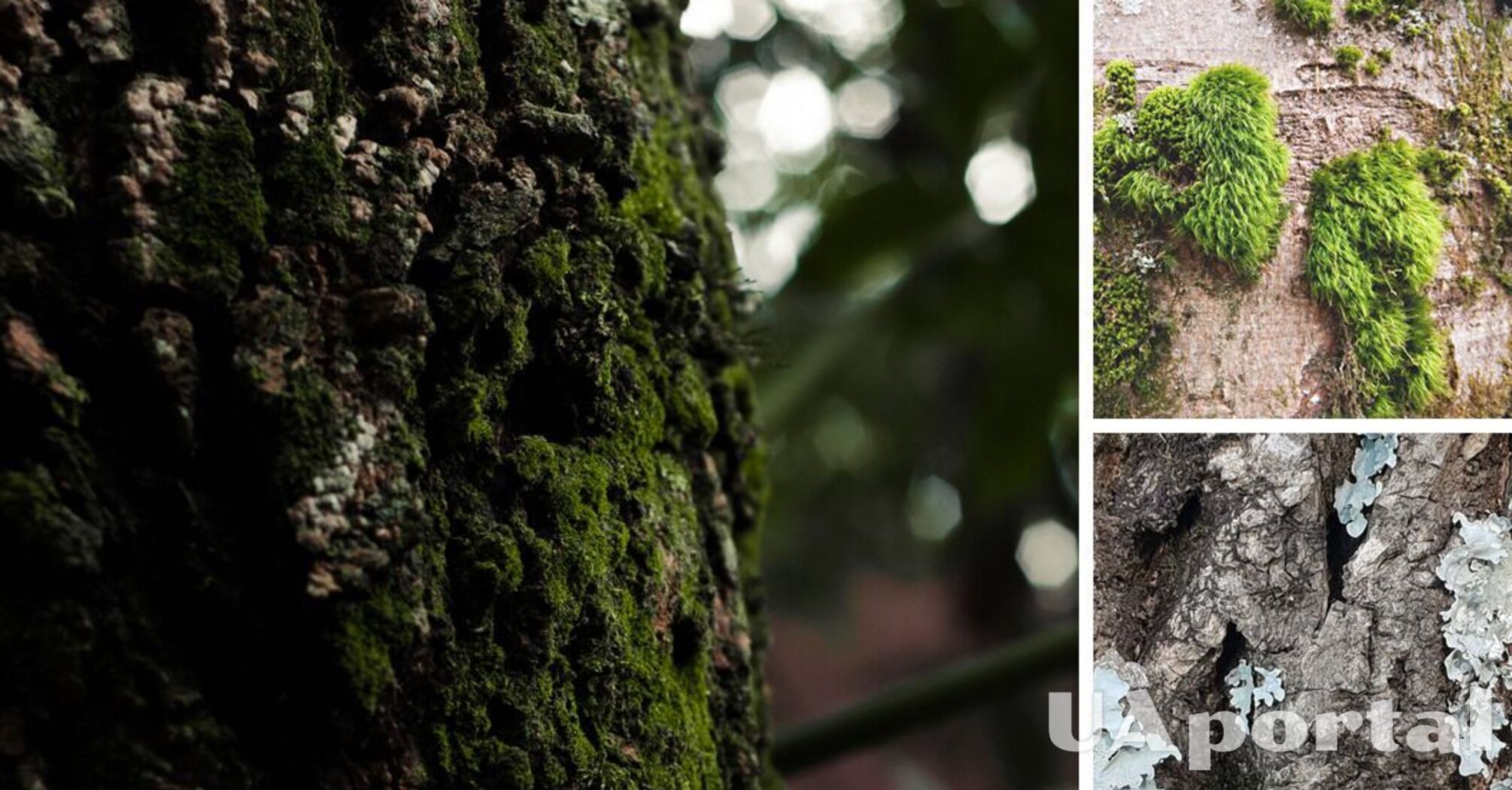 Three easy ways to get rid of moss and lichen on fruit trees