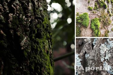 Three easy ways to get rid of moss and lichen on fruit trees