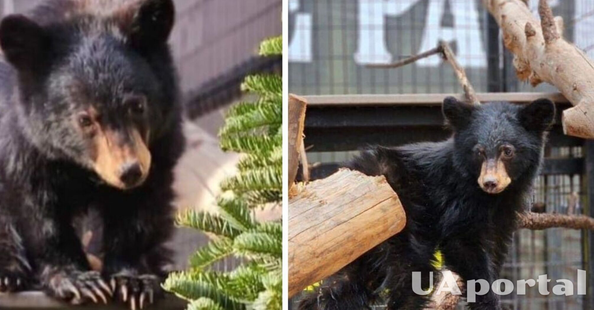 У США вчені виявили аномально маленького ведмедя (фото)