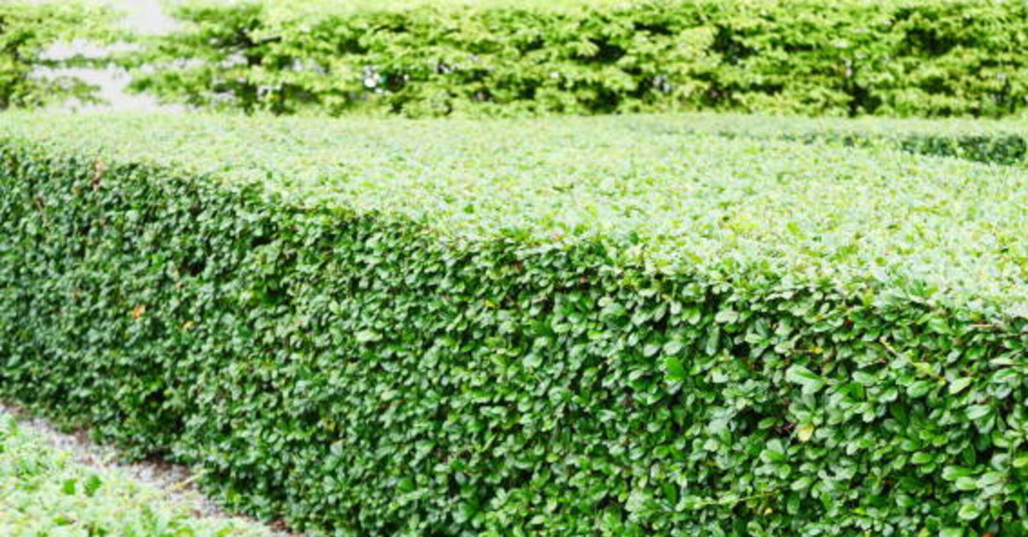 Is it worth installing a plant fence? Advantages and disadvantages worth knowing