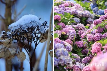 Садівники назвали найкращий час для обрізки гортензії, щоб стимулювати ріст