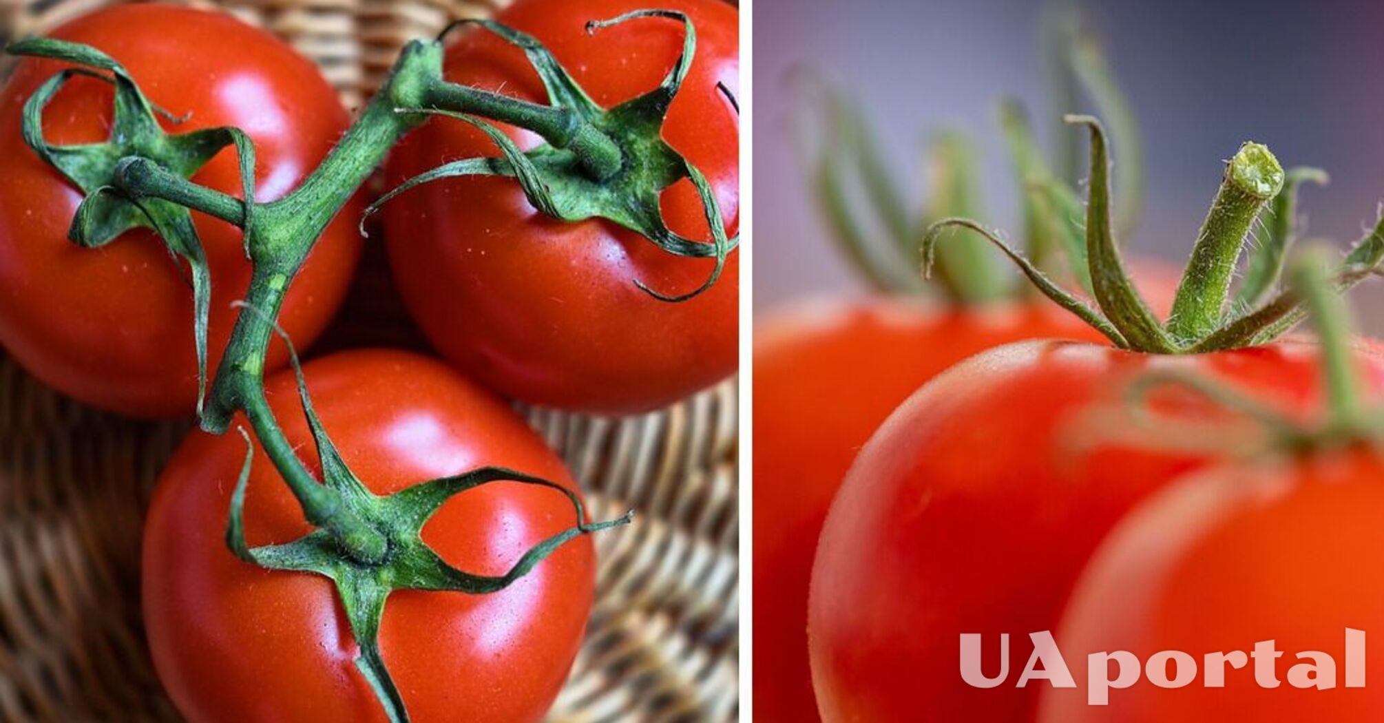 Специалисты рассказали, где помидоры долго хранятся свежими: Не гниют и не покрываются плесенью