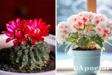 What does it mean if plants start to bloom in winter