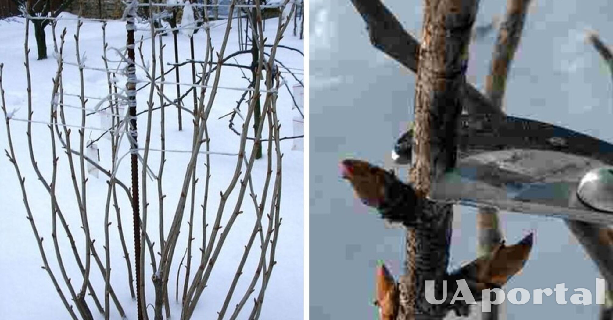 What to do with currant bushes in winter