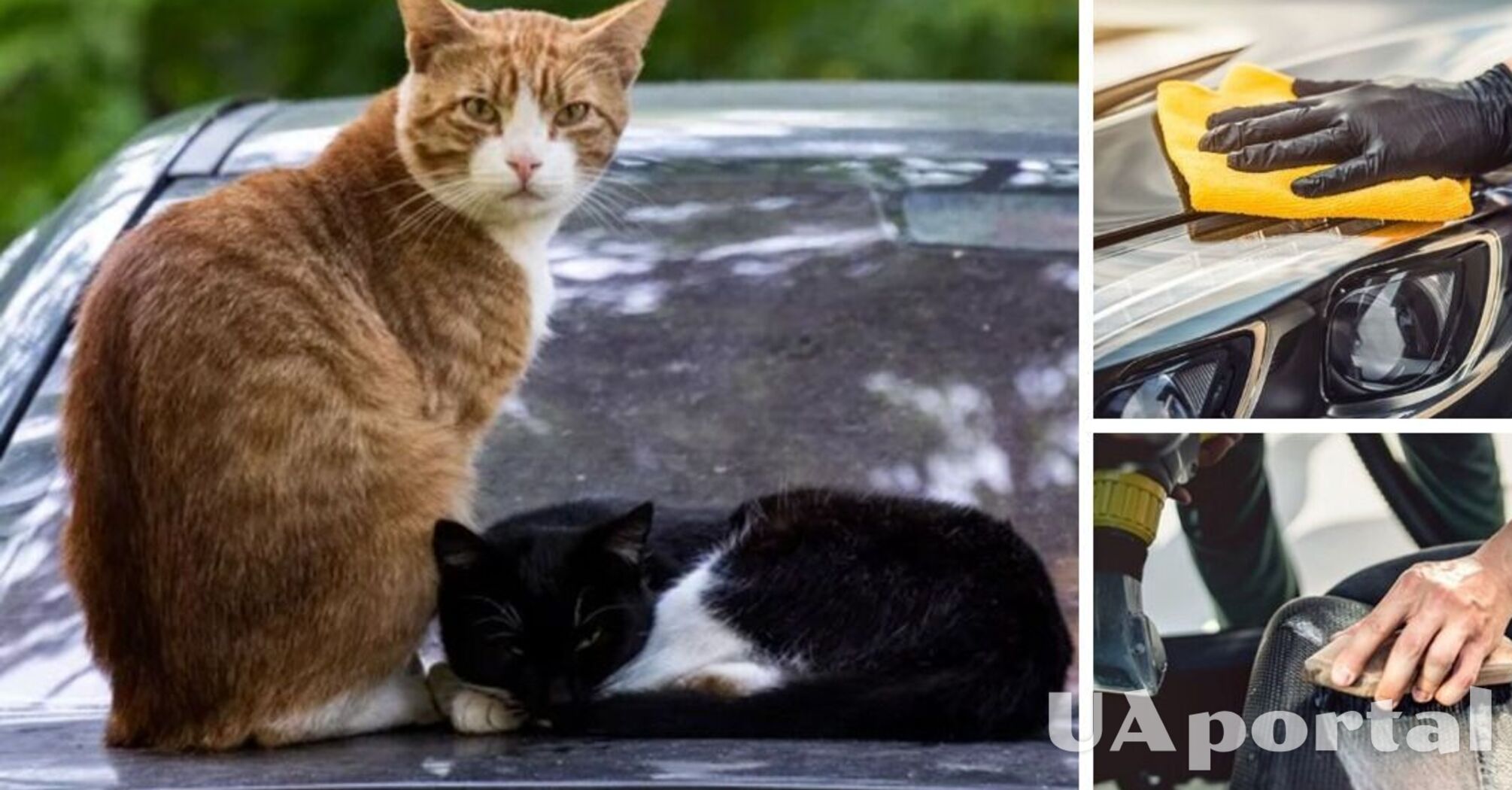Кот напрудил в автомобиле: как эффективно избавиться от запаха кошачьей мочи