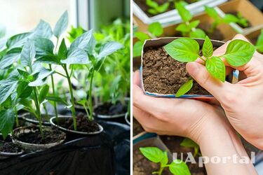 Як посадити насіння перцю на розсаду