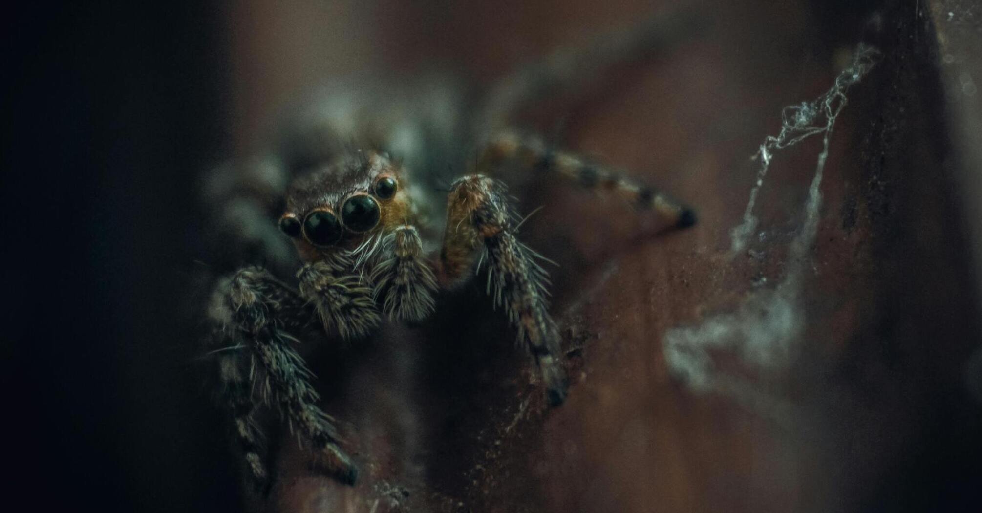 Нашестя павуків у будинку: чотири природні засоби проти непроханих гостей