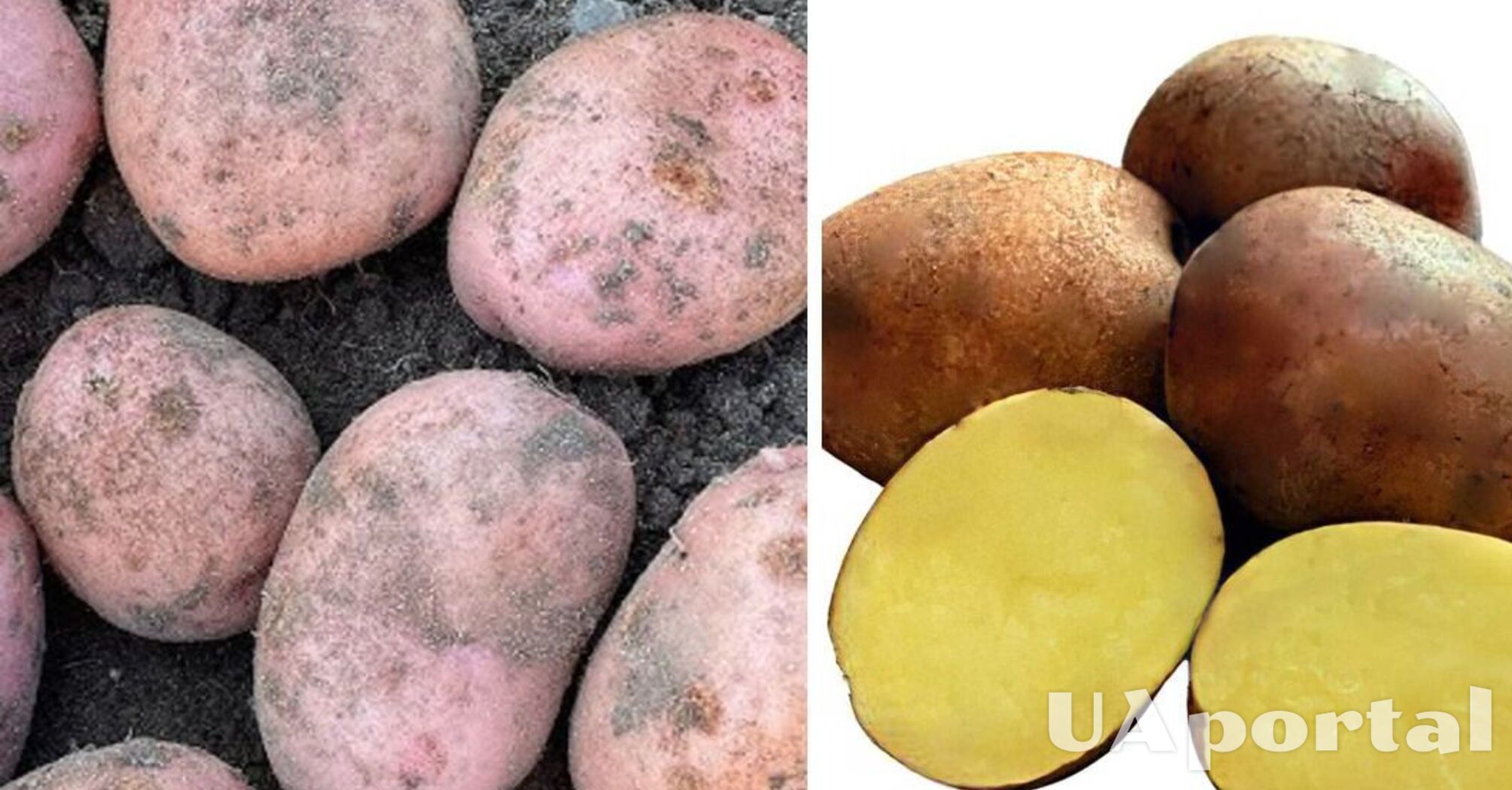 Невероятная польза картофеля: украинцы недооценивают этот овощ