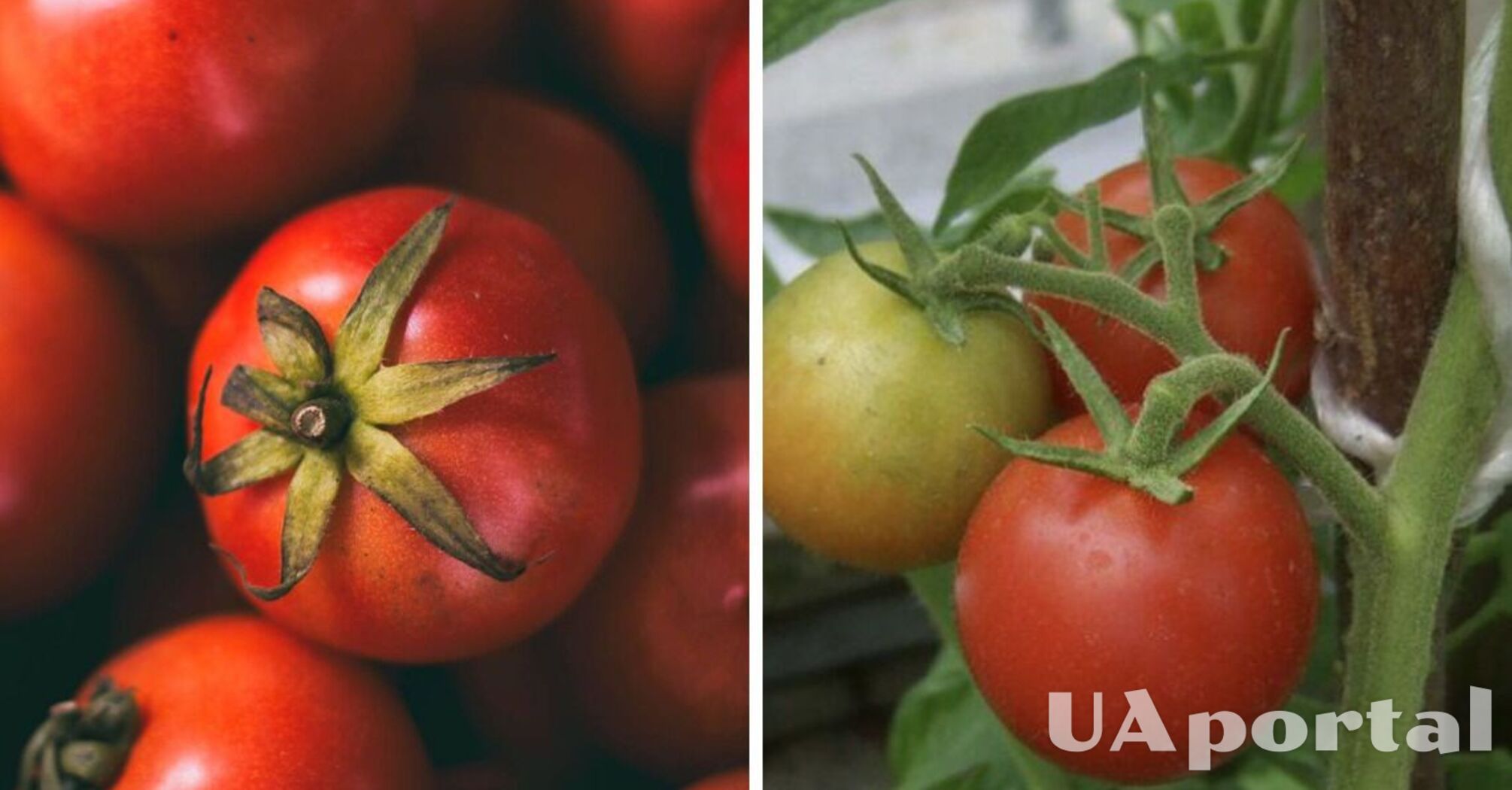 Які сорти томатів менше хворіють